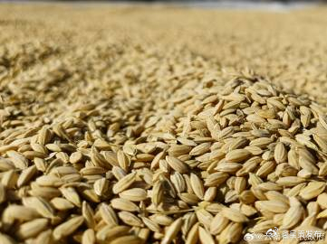 我国已累计收购2023年秋粮近1.5亿吨