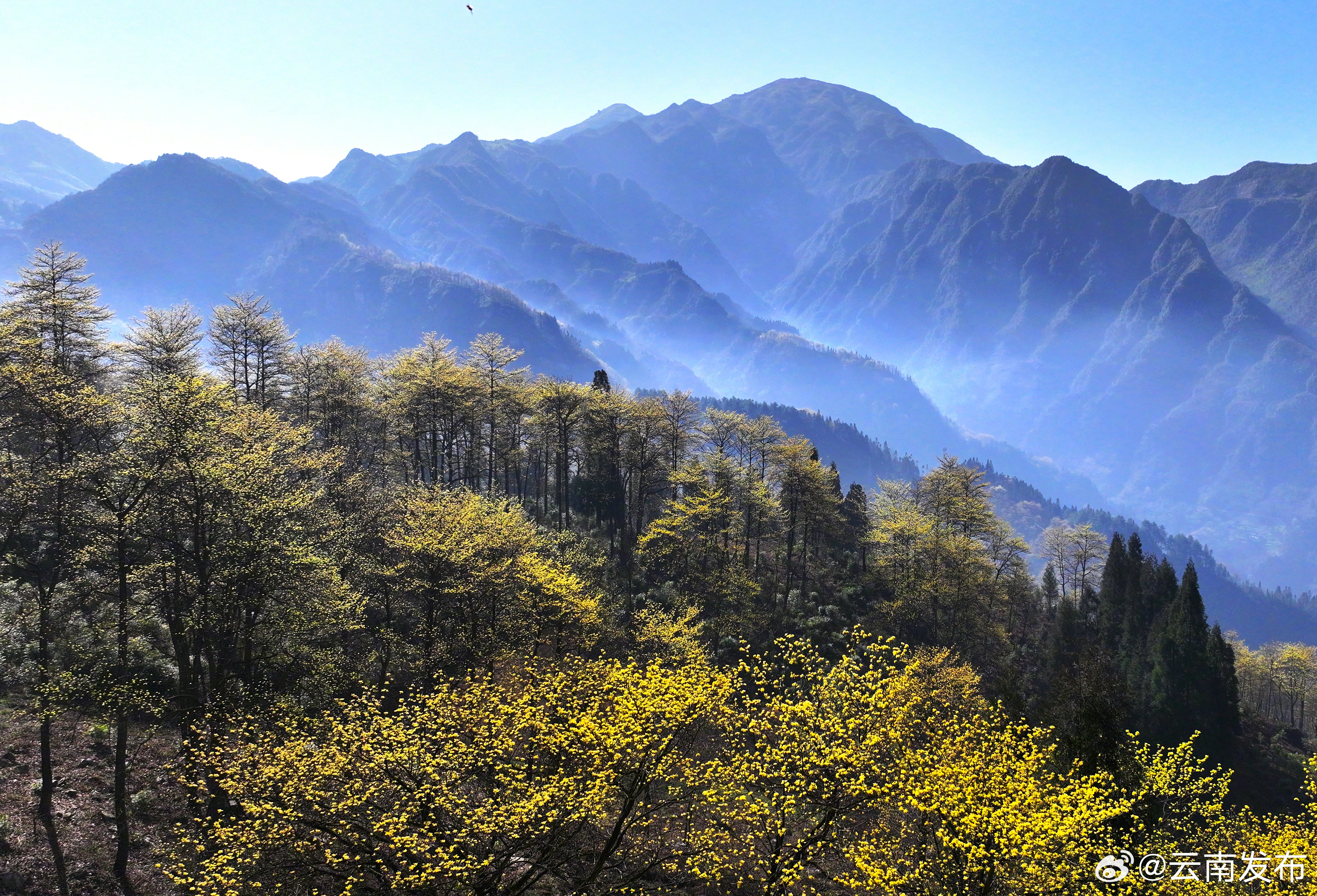 昭通大关：檫木花开满枝头_http://www.mainten.cn_ycb_第8张