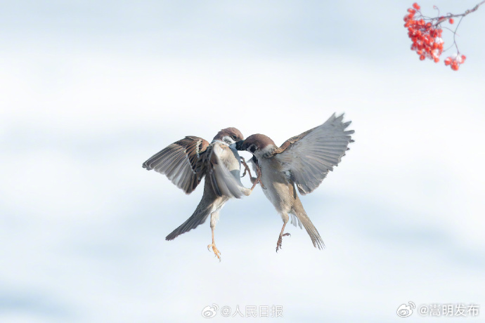 嵩明发布