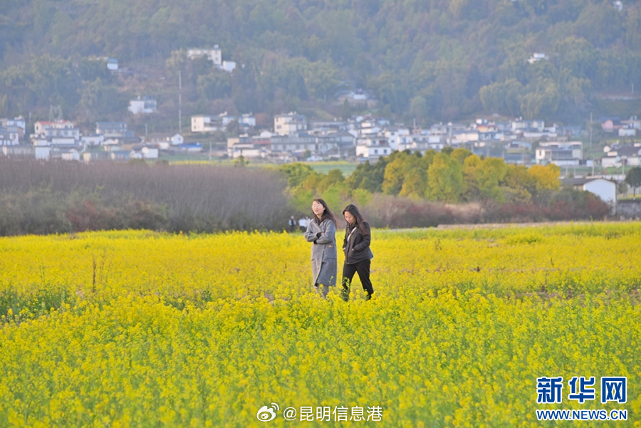 昆明信息港微博