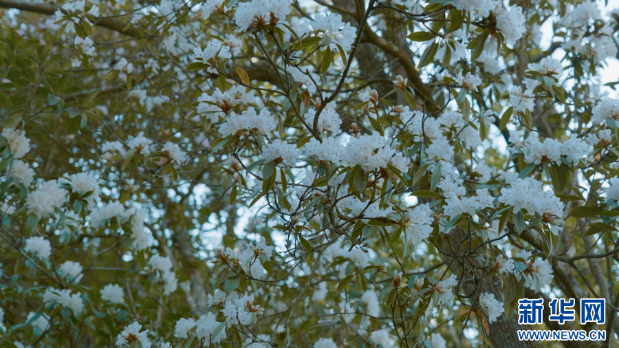 云南省文化和旅游厅