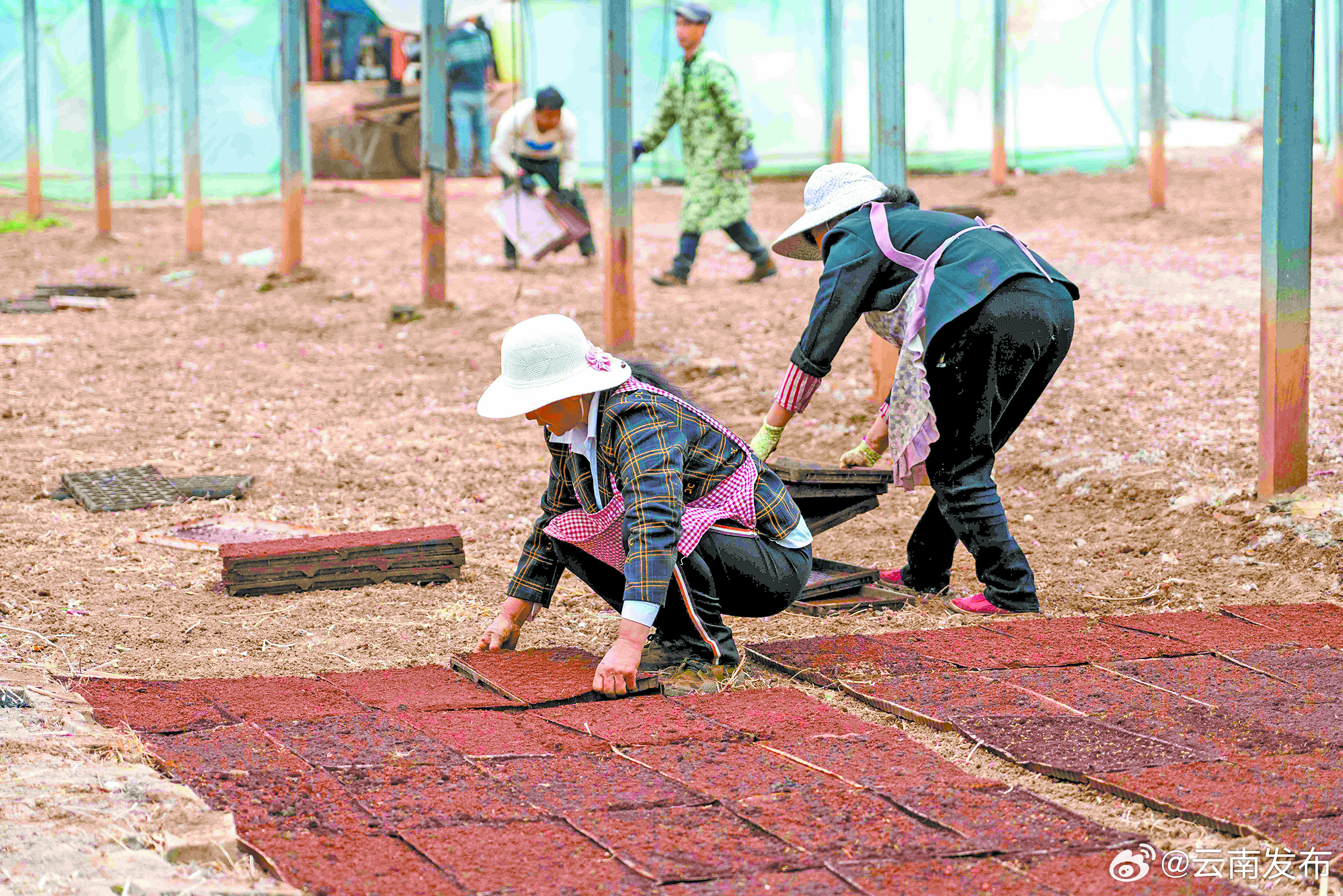 袁隆平超级杂交水稻蒙自示范基地开始育秧