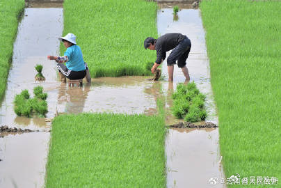 云南全省已播种夏粮1483.4万亩