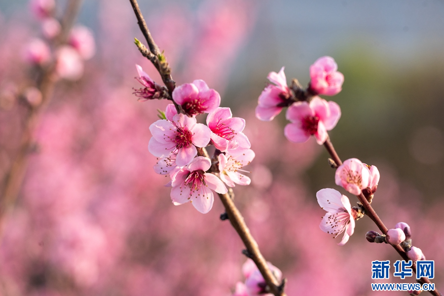 云南省文化和旅游厅