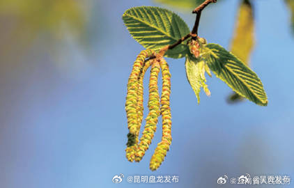 昆明植物园天目铁木34年来首次开花