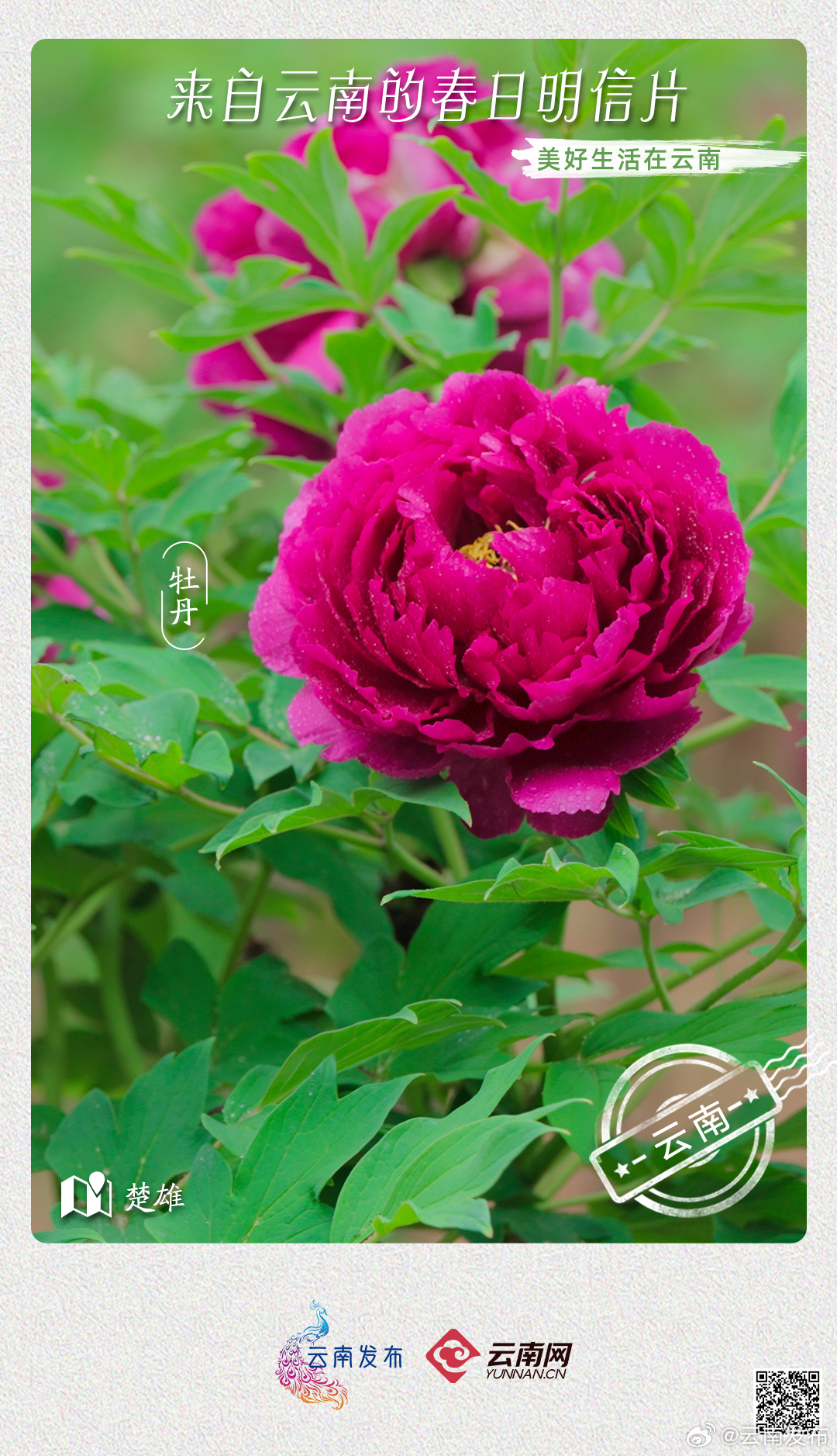云南发布