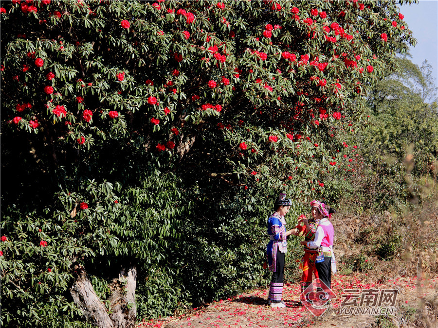 云南省文化和旅游厅