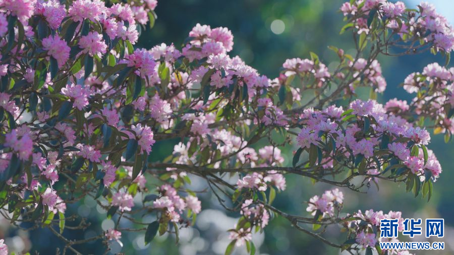 云南省文化和旅游厅