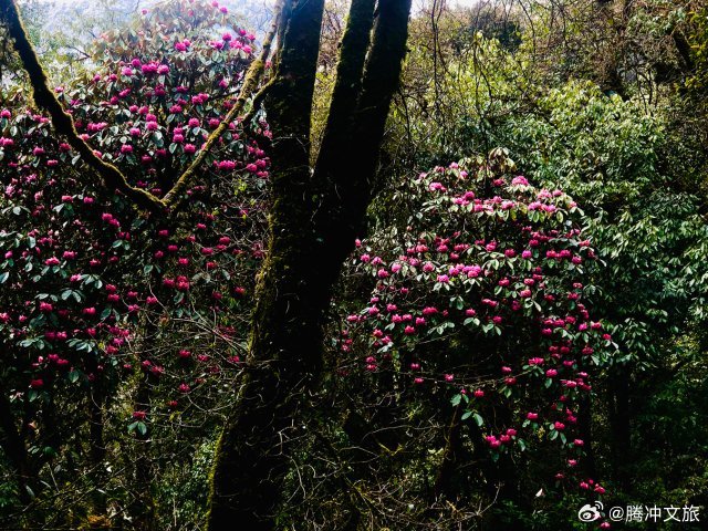 腾冲文旅