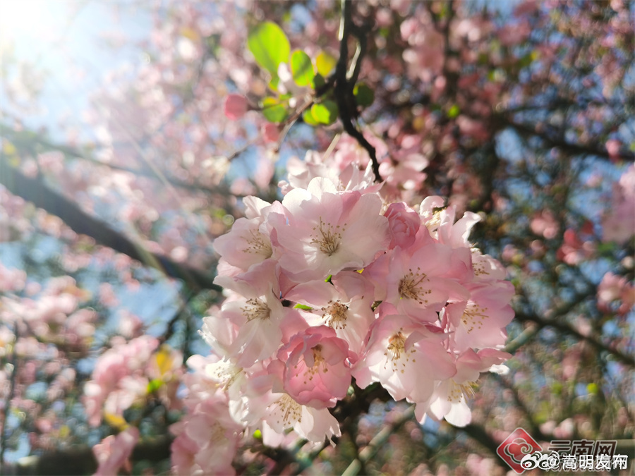 嵩明发布