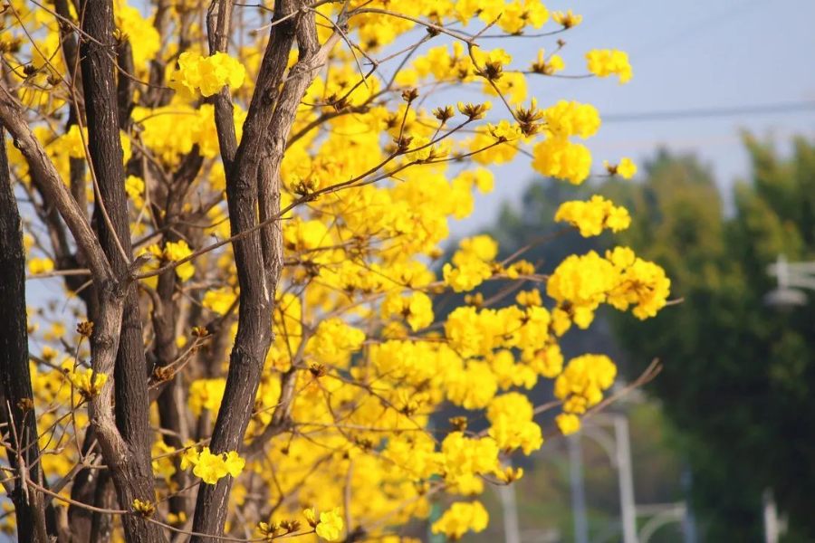 云南省文化和旅游厅