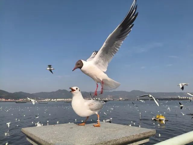 掌上春城微信