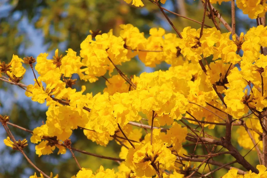 云南省文化和旅游厅