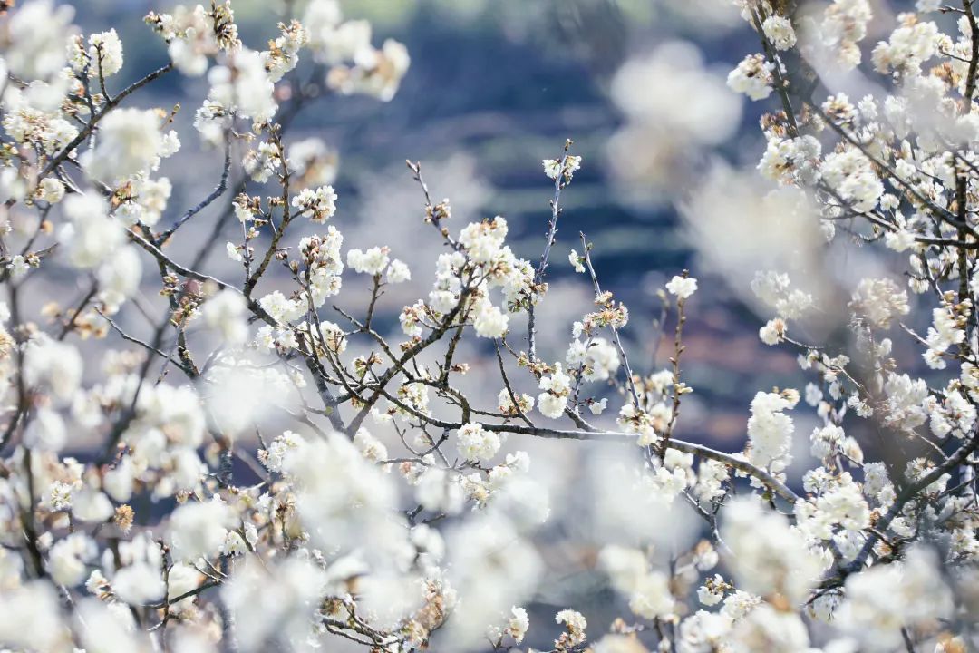 云南省文化和旅游厅