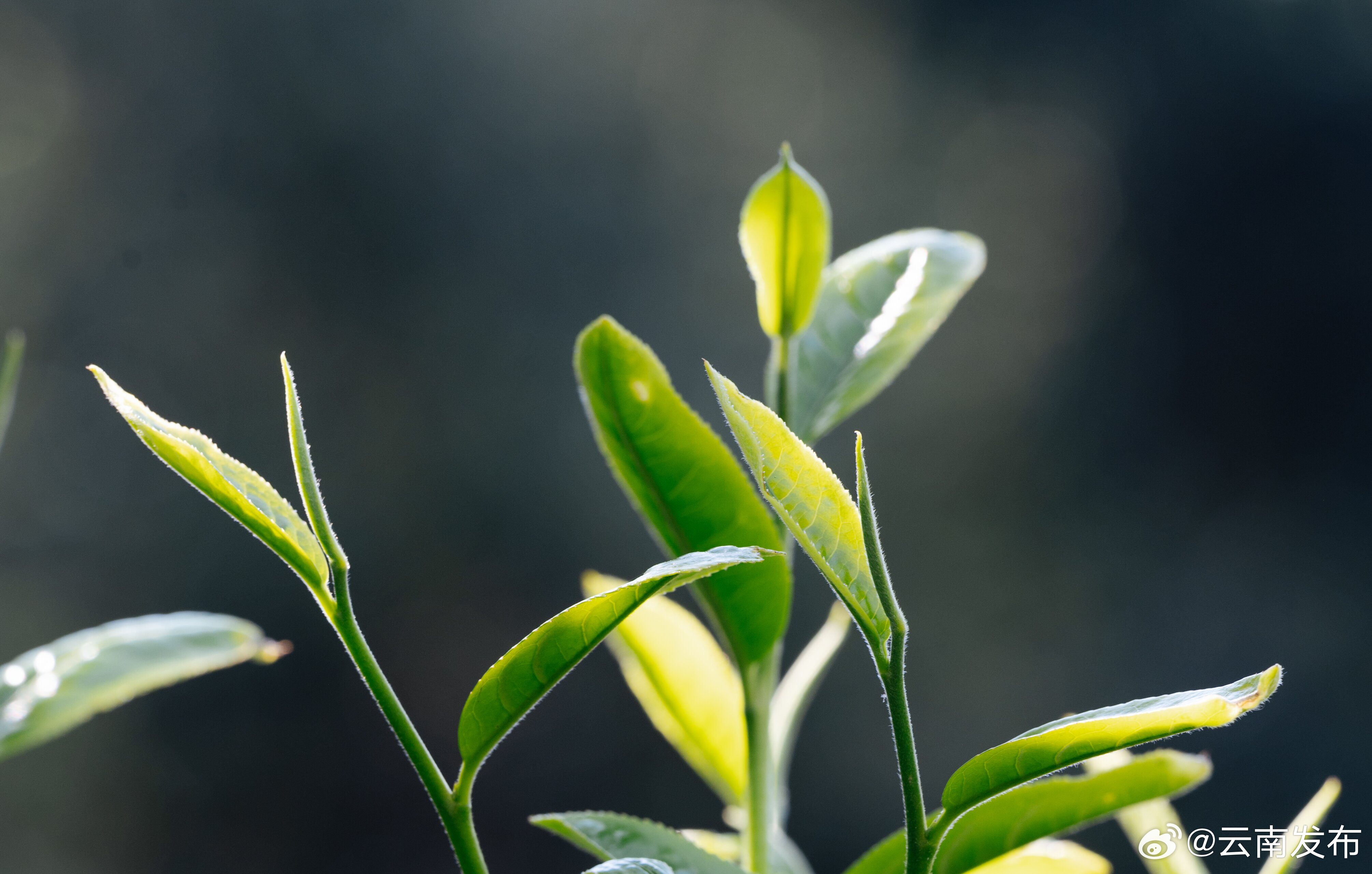 云南南华：1800余岁野生古茶王吐新芽