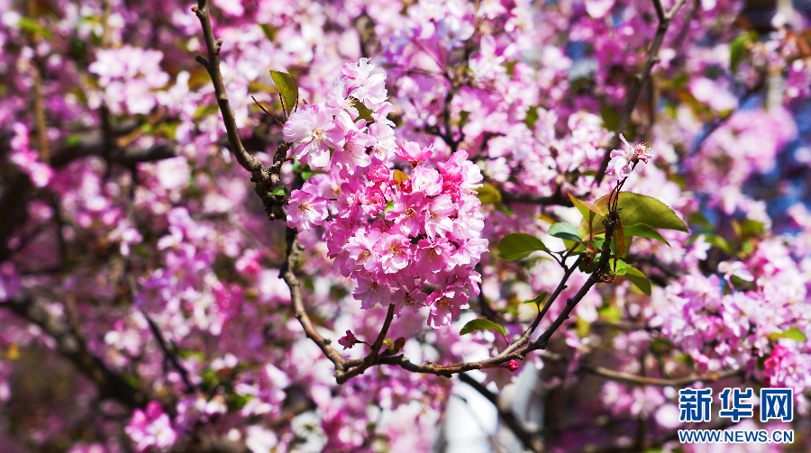 云南省文化和旅游厅