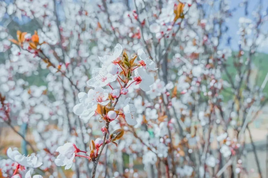 云南省文化和旅游厅