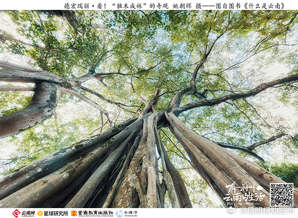 有一种叫云南的生活丨看！“独木成林”的奇观