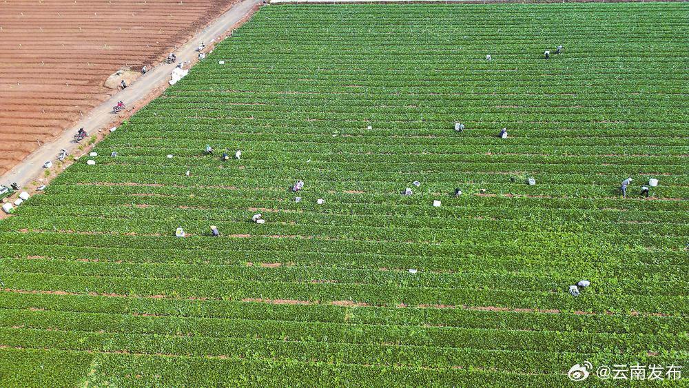 文山砚山：“云菜”走俏粤港澳大湾区