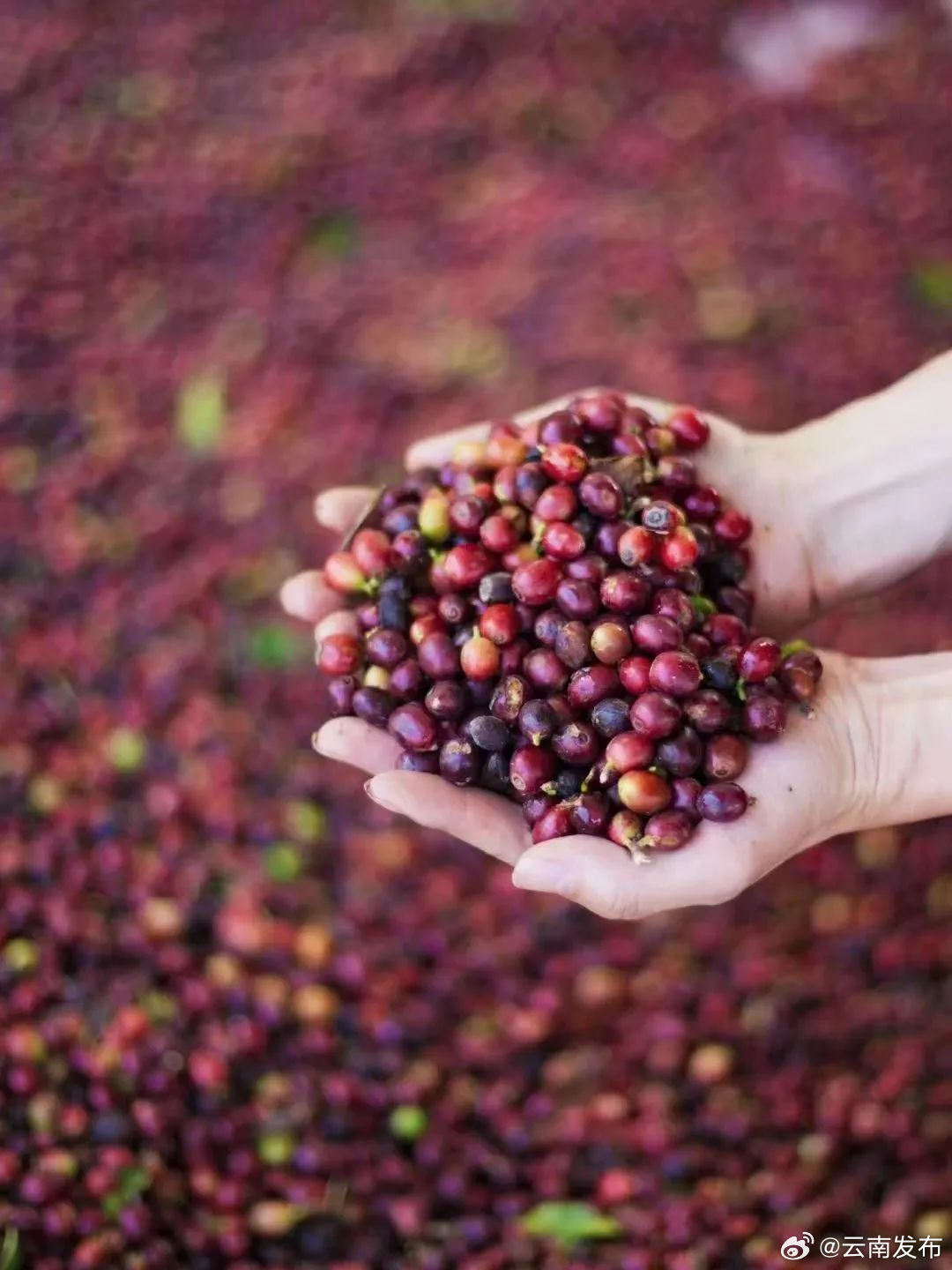 “边喝咖啡边上课”？还得是云南…