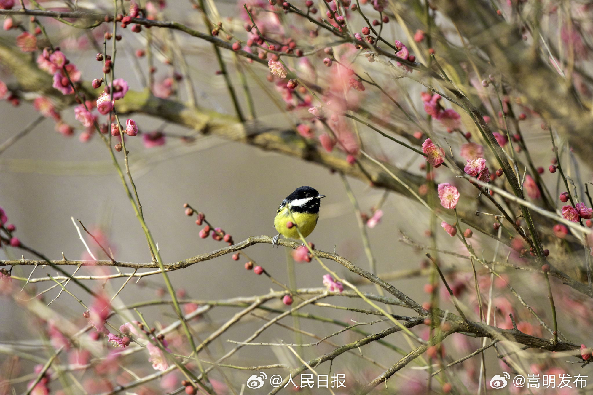 嵩明发布