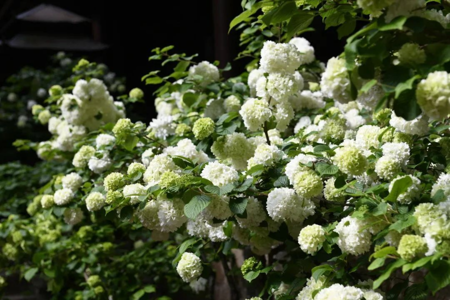 云南省文化和旅游厅