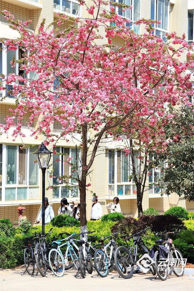 云南省文化和旅游厅