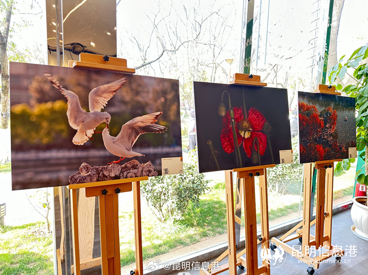 昆明信息港微博