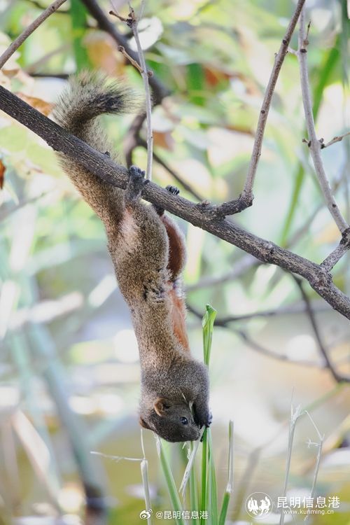 昆明信息港微博