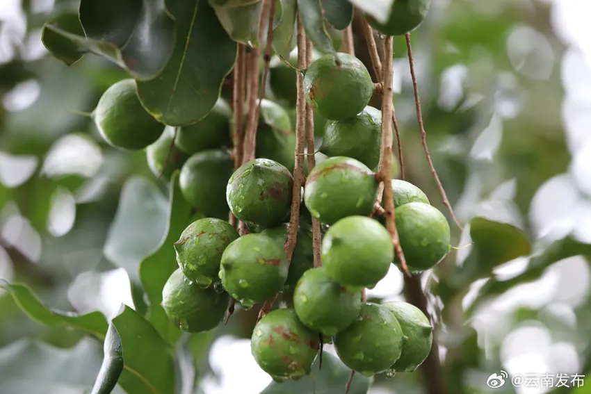 全国首个澳洲坚果国家标准发布