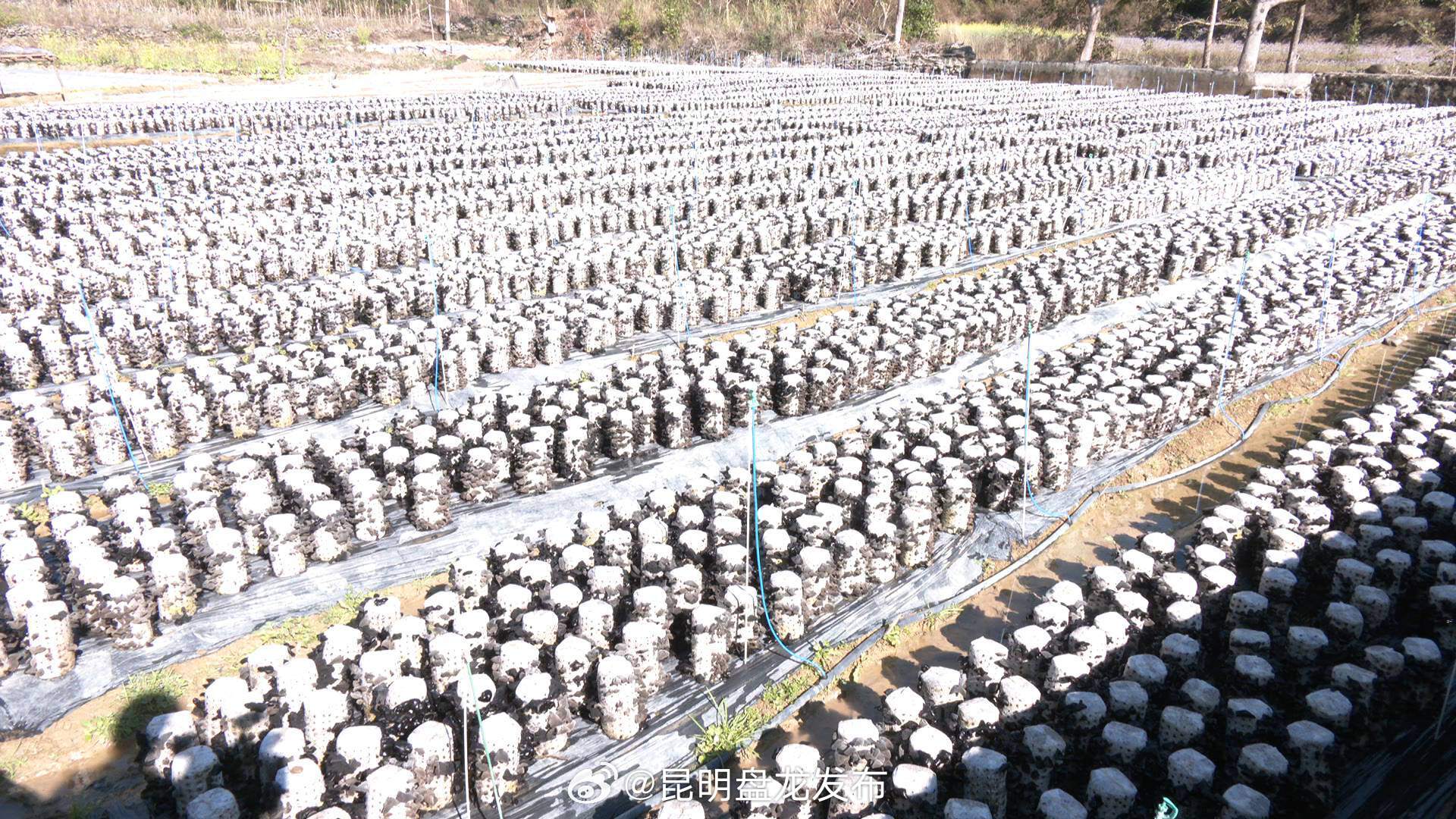 广南：“小耳朵”闯出“致富路”