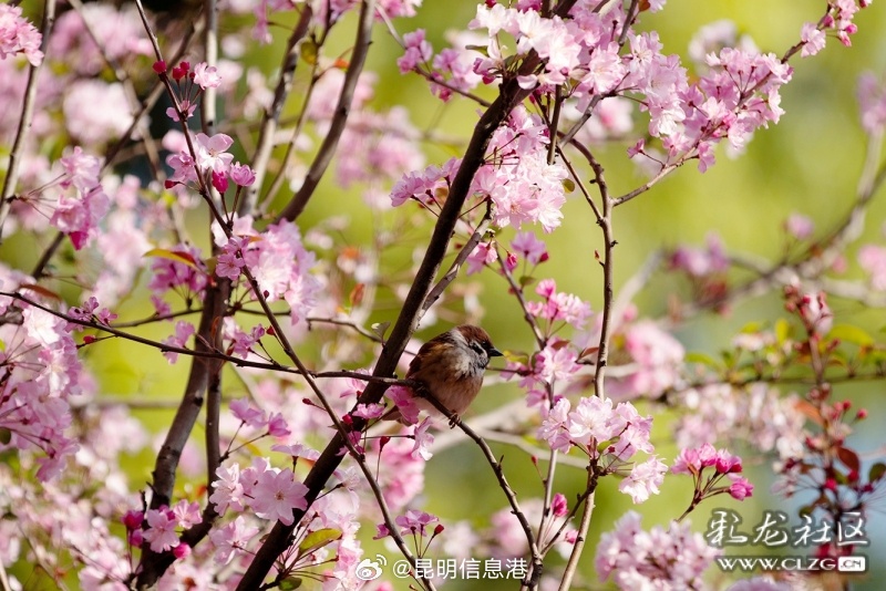 昆明信息港微博