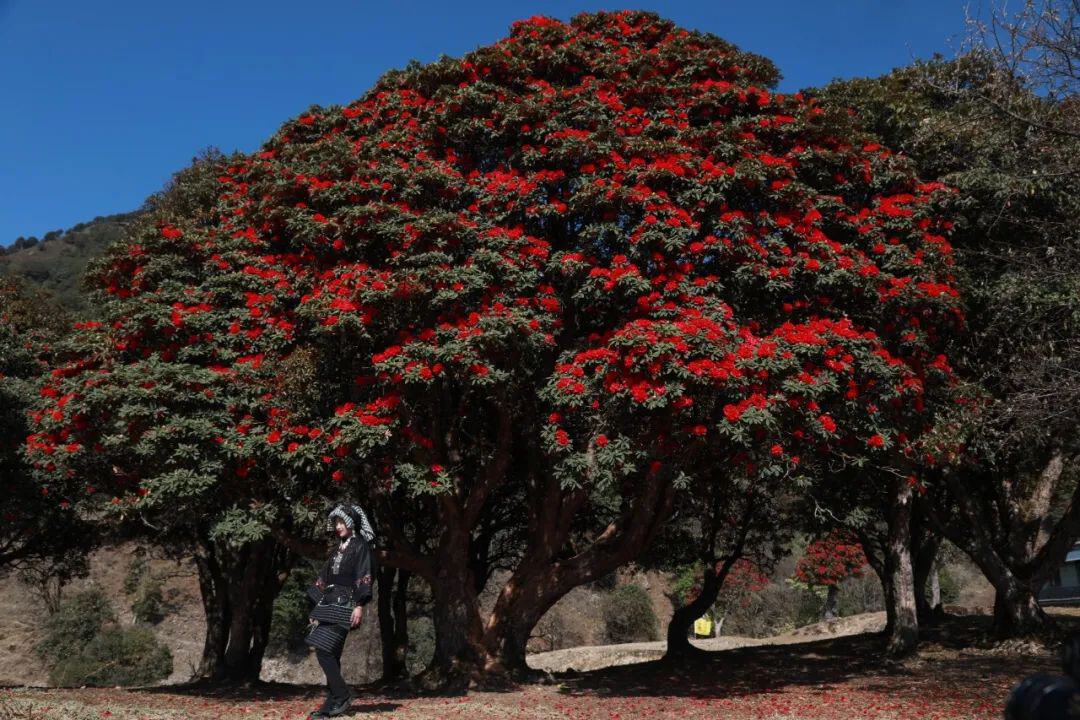 云南省文化和旅游厅
