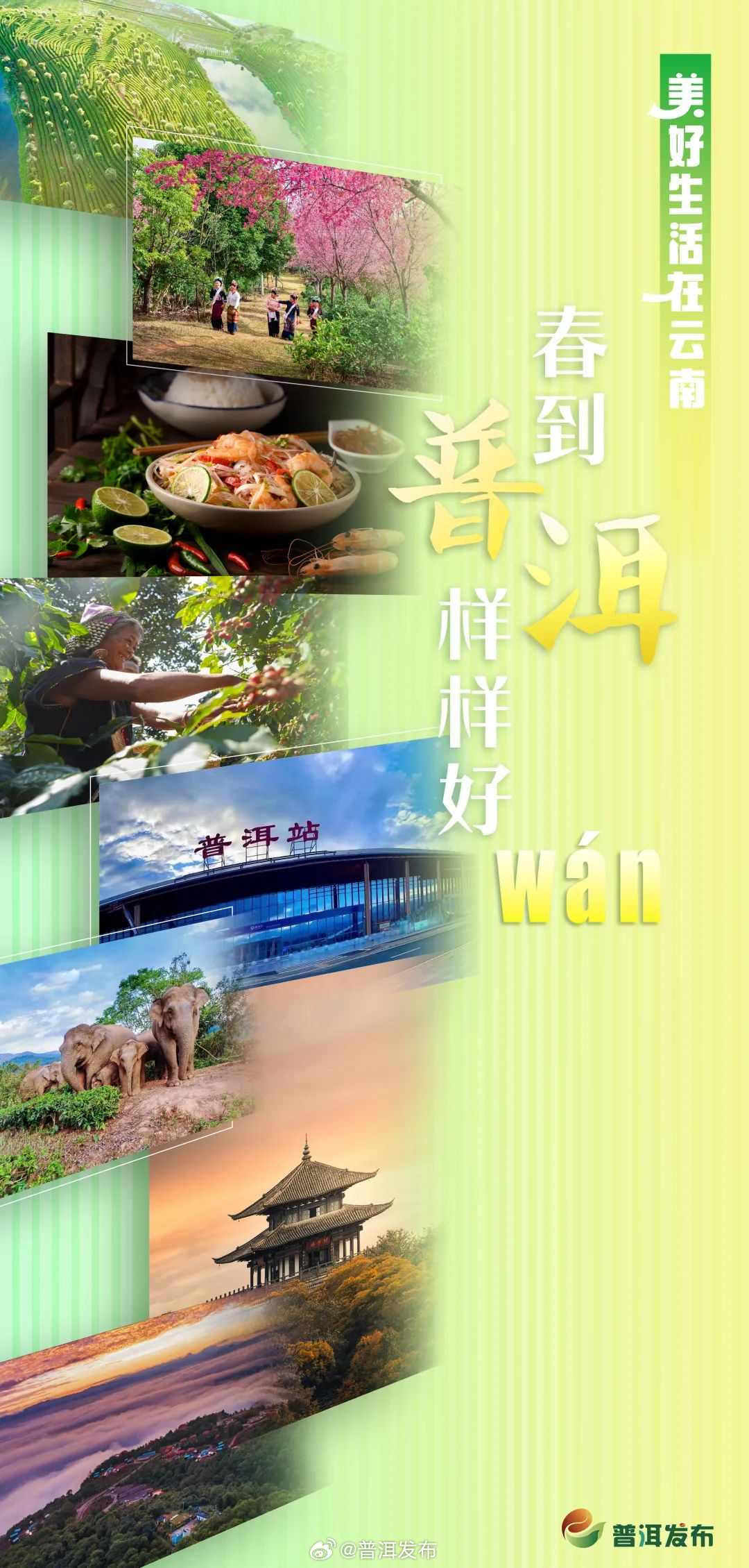 春到普洱，样样好“WAN”