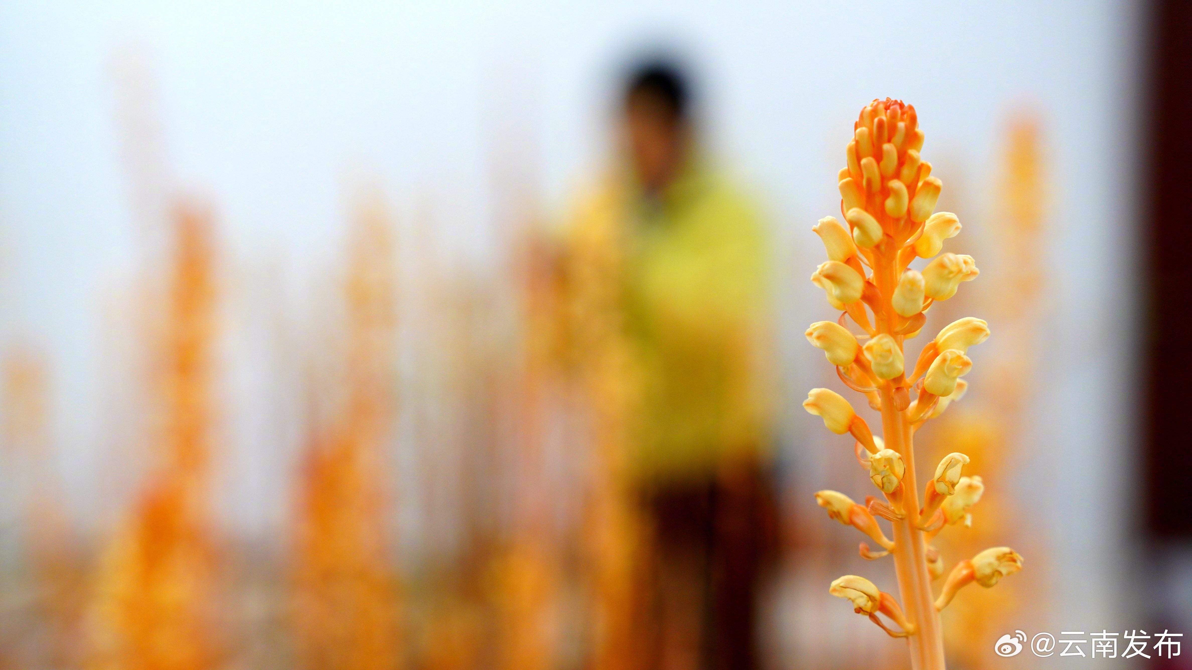 云南发布
