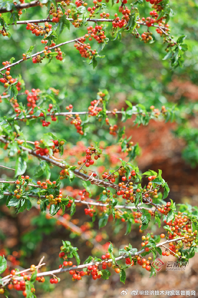 昆明经济技术开发区管委会