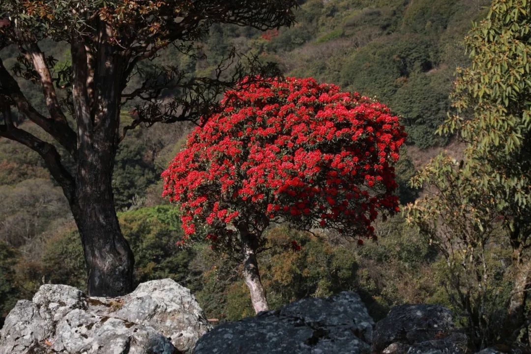 云南省文化和旅游厅
