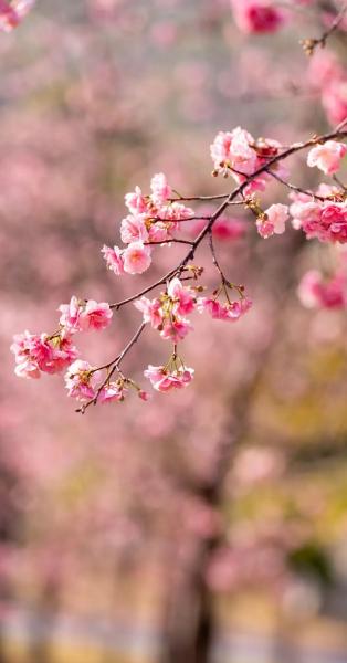 云南省文化和旅游厅