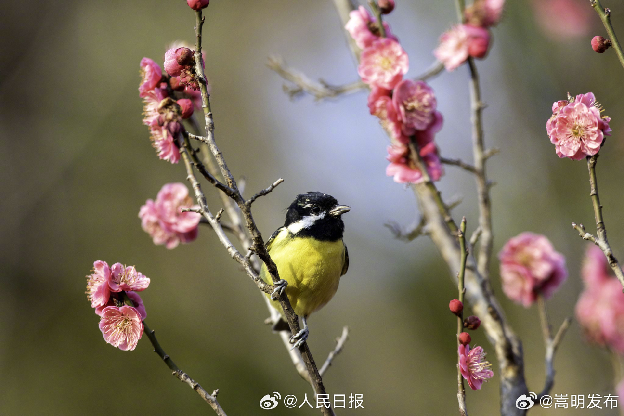 嵩明发布