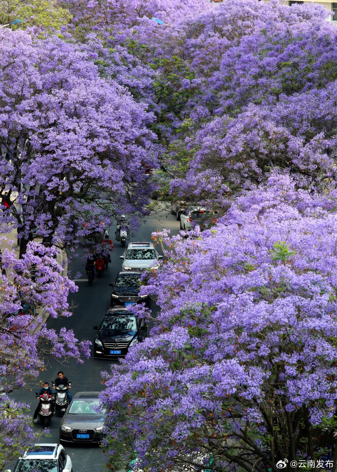 速速收藏！这3条昆明赏花线路不容错过