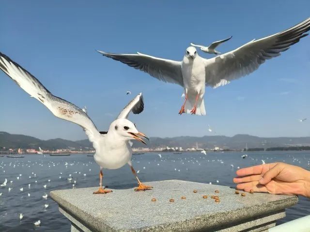 掌上春城微信