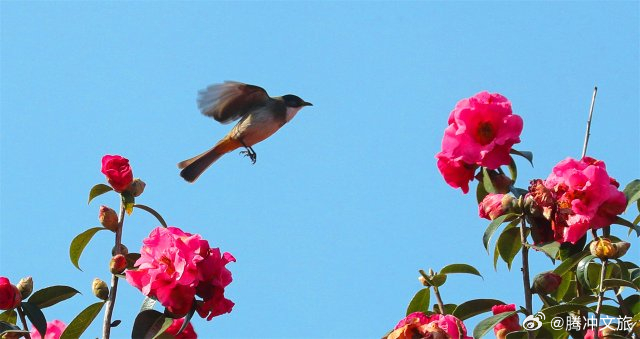 腾冲文旅