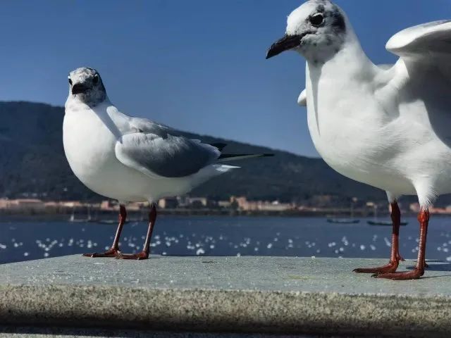 掌上春城微信