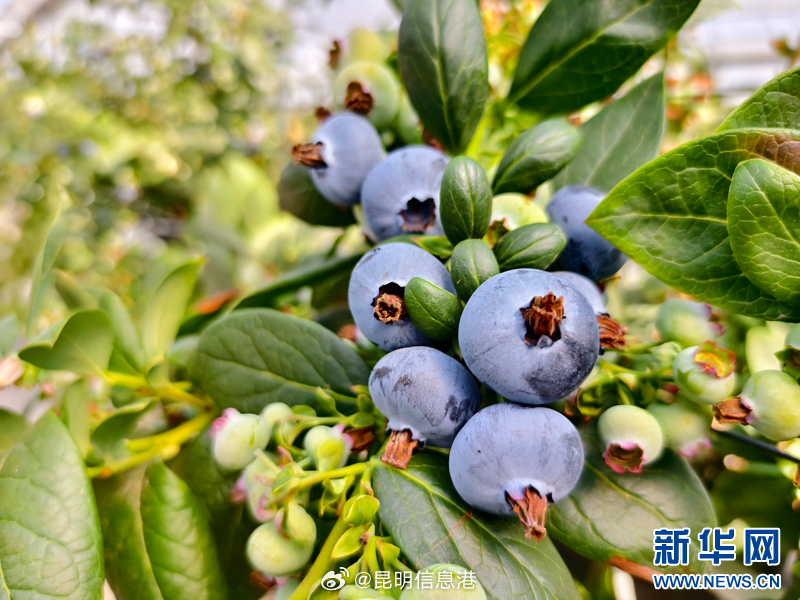 昆明信息港微博