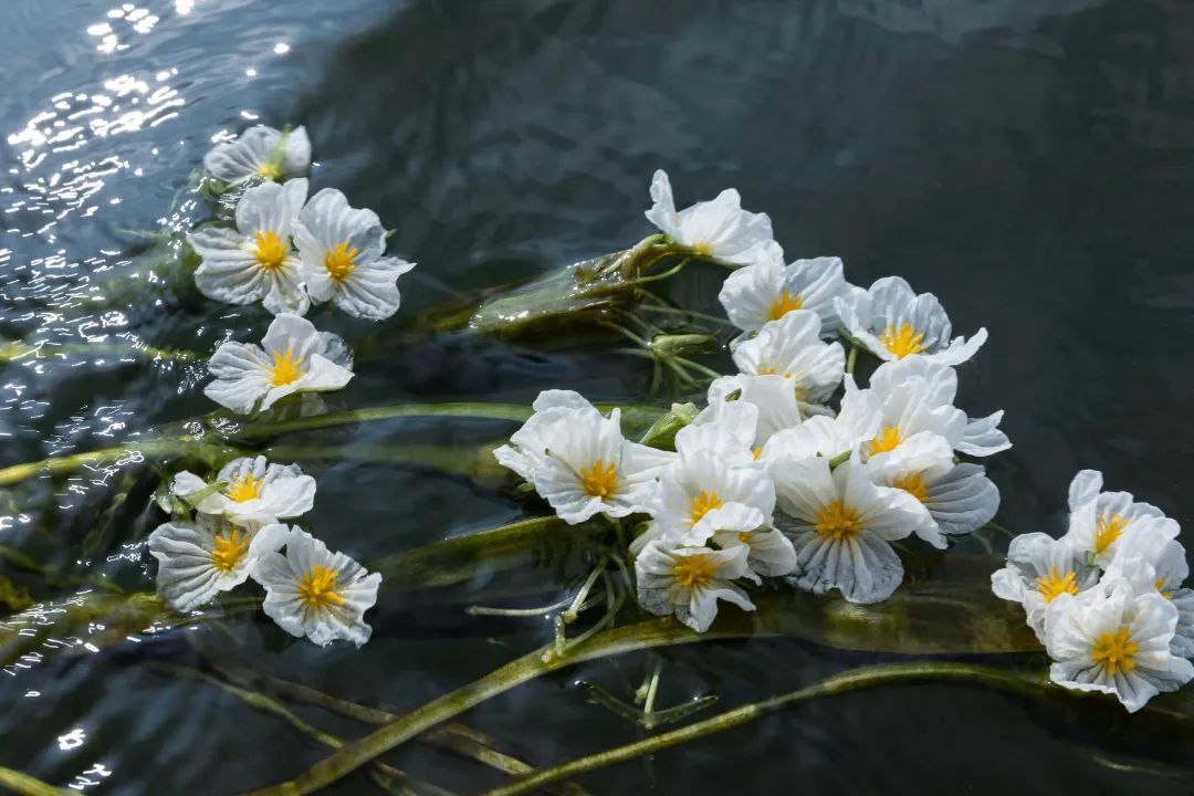 云南省文化和旅游厅