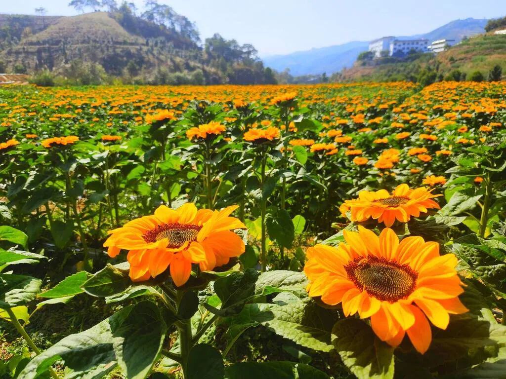 云南省文化和旅游厅