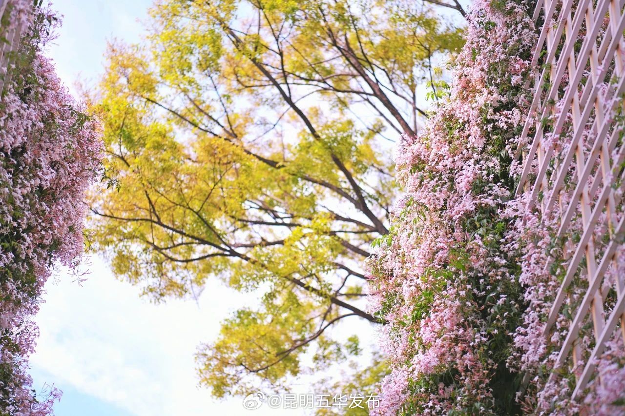 昆明五华发布