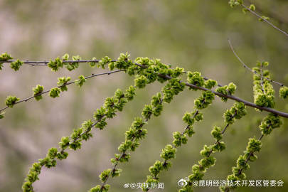 昆明经济技术开发区管委会