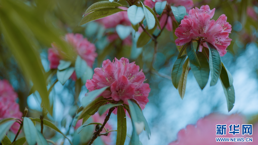 云南省文化和旅游厅