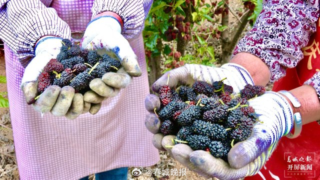 葚”是有味！大理鹤庆桑葚采摘正当时